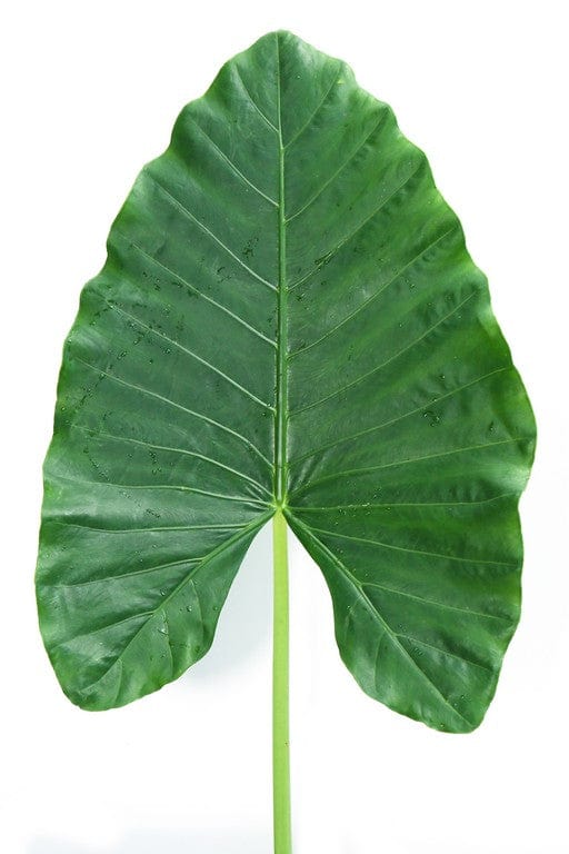 Alocasia Medium Green