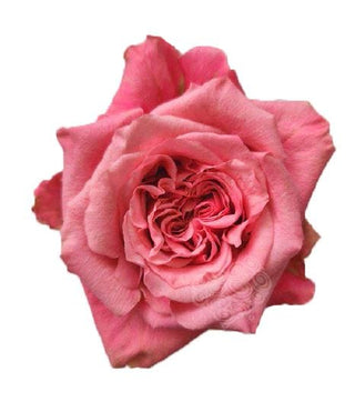 Art Deco Garden Rose