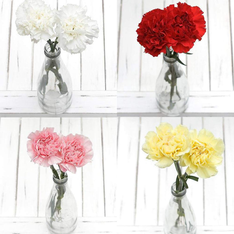 Smilax Vine Wedding 🌿 & Carnation Wholesale Fresh Flower Combo Box 📦