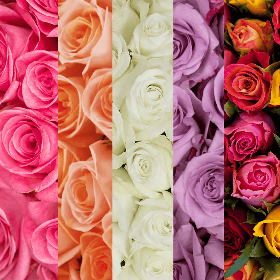 Valentine`s Roses (Season Color Assorted / Wholesale)