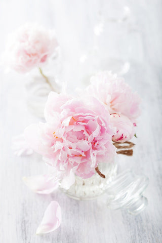 Premium Ligth Pink Peonies Flower October, November & December