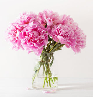 Premium Pink Peonies Flower October, November & December