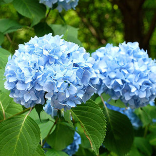 Blue Hydrangea Premium Extra Large (Fresh Cut)