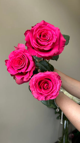 Blush Born Beauty Rose Fresh Cut – Premium Farm Direct Roses