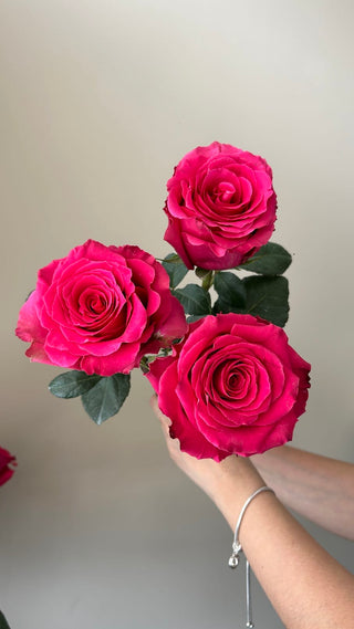Blush Born Beauty Rose Fresh Cut – Premium Farm Direct Roses