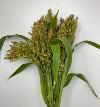 Broom Corn Whosale Foliage Greenery (Fresh Cut)