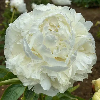 Bowl of Cream Fresh Cut Alaska Peony