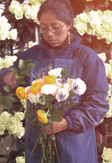 Sofía — Post Harvest