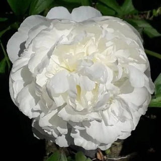 Bridal Shower - Patagonia Peonies Flowers | Fresh-Cut Wholesale Peony (October - November - December)