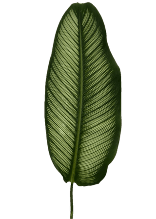 Calathea leaf Zebrina