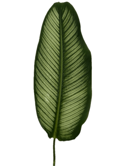Calathea leaf Zebrina