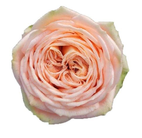 Sweet Catalina Garden Rose