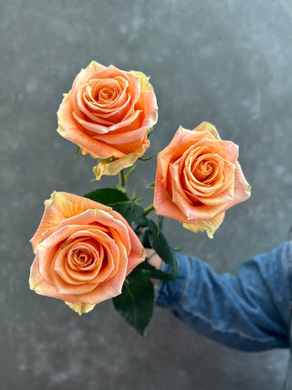 Cavendish Rose | Romantic Peachy Coral Premium Roses | Farm Direct Wholesale | Free Shipping