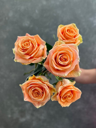 Cavendish Rose | Romantic Peachy Coral Premium Roses | Farm Direct Wholesale | Free Shipping