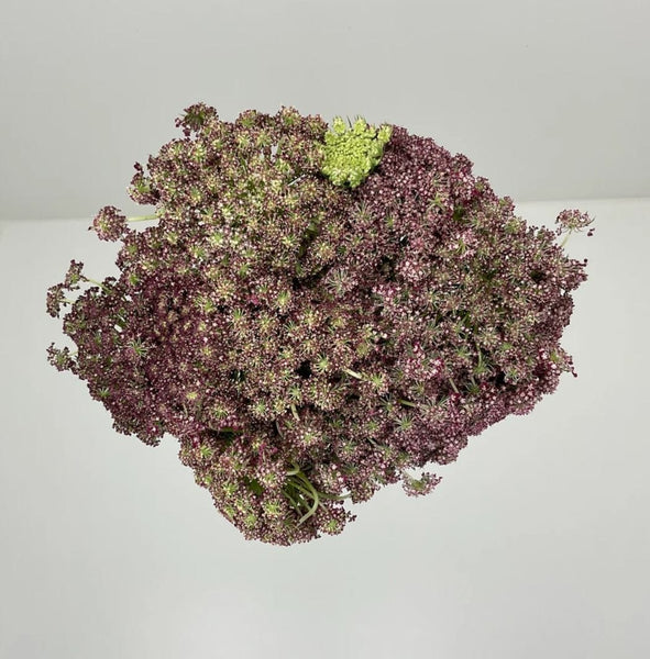 chocolate_grande.jpg?v=1695922520