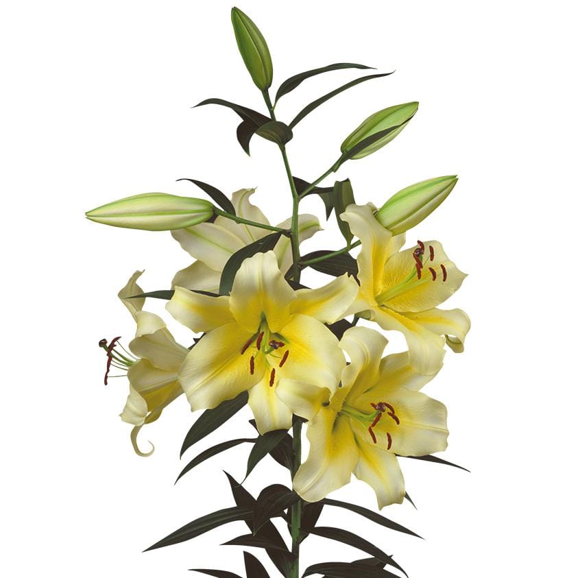 yellow asiatic lily Oriental Lily Yellow