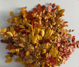 Copper Beech Fall Mix Italy Natural (Preserved Fall Foliage)