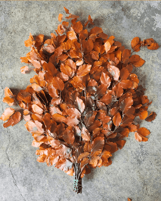 Copper Beech Orange Italy Natural (Preserved Fall Foliage)