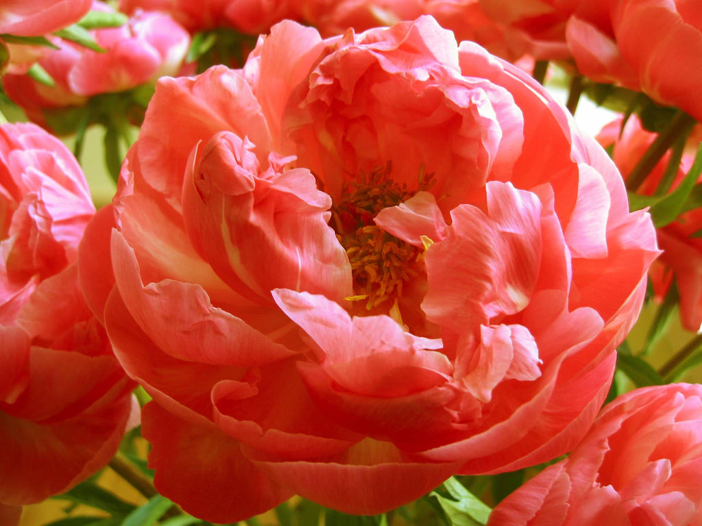 Coral Peonies Flower May&June Delivery