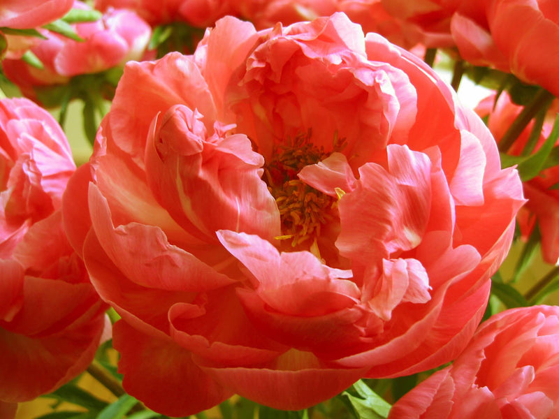 Premium Coral Peonies Flower January, Februay & March