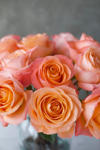 Premium Coral Reef Rose | Warm Coral & Salmon-Pink Tones | Wholesale Farm Direct + Free Shipping