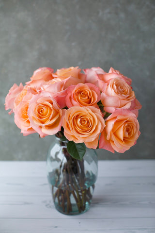 Premium Coral Reef Rose | Warm Coral & Salmon-Pink Tones | Wholesale Farm Direct + Free Shipping