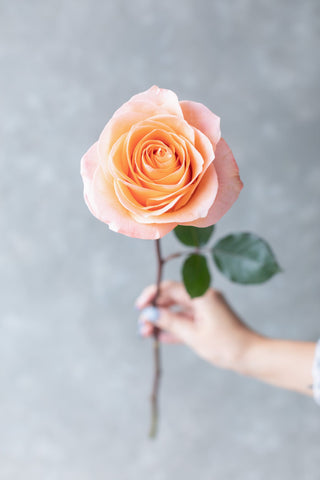 Premium Coral Reef Rose | Warm Coral & Salmon-Pink Tones | Wholesale Farm Direct + Free Shipping