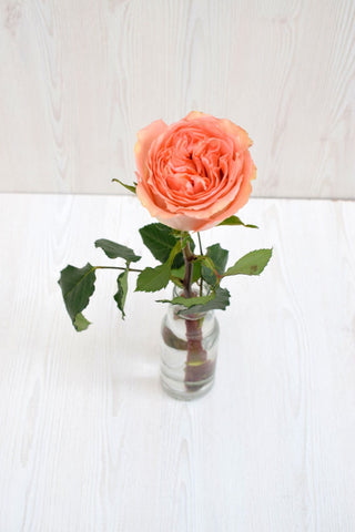 Country Home Peach Wedding Garden Rose