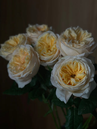 Cream Juliet Garden Rose – Wholesale Premium Roses