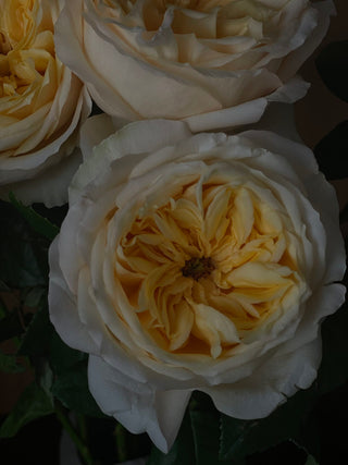 Cream Juliet Garden Rose – Wholesale Premium Roses