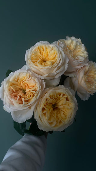 Cream Juliet Garden Rose – Wholesale Premium Roses