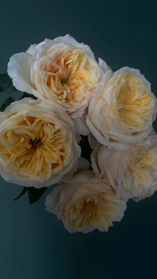 Cream Juliet Garden Rose – Wholesale Premium Roses