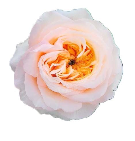 Cream Juliet Garden Rose