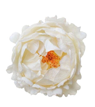 Cream Ives Piaget Garden Rose – Wholesale Premium Roses