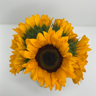 Sunflower Natural — USA Grown Fresh Cut Yellow Sunflowers, California Wholesale