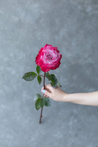 Deep Purple Roses – Bold Plum & Violet Wholesale Flowers | Farm Direct | Free Delivery