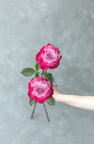 Deep Purple Roses – Bold Plum & Violet Wholesale Flowers | Farm Direct | Free Delivery