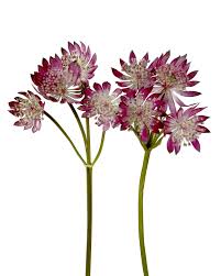 Burgundy Astrantia Fresh Cut – Premium Wedding & Event Flower (10 Stems) | Shipping Included