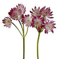 Burgundy Astrantia Fresh Cut – Premium Wedding & Event Flower (10 Stems) | Shipping Included