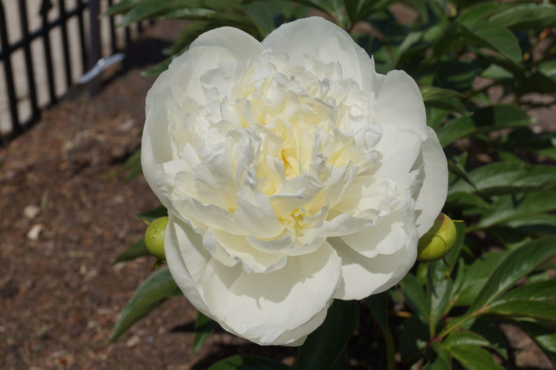 Premium White Peonies Flower January