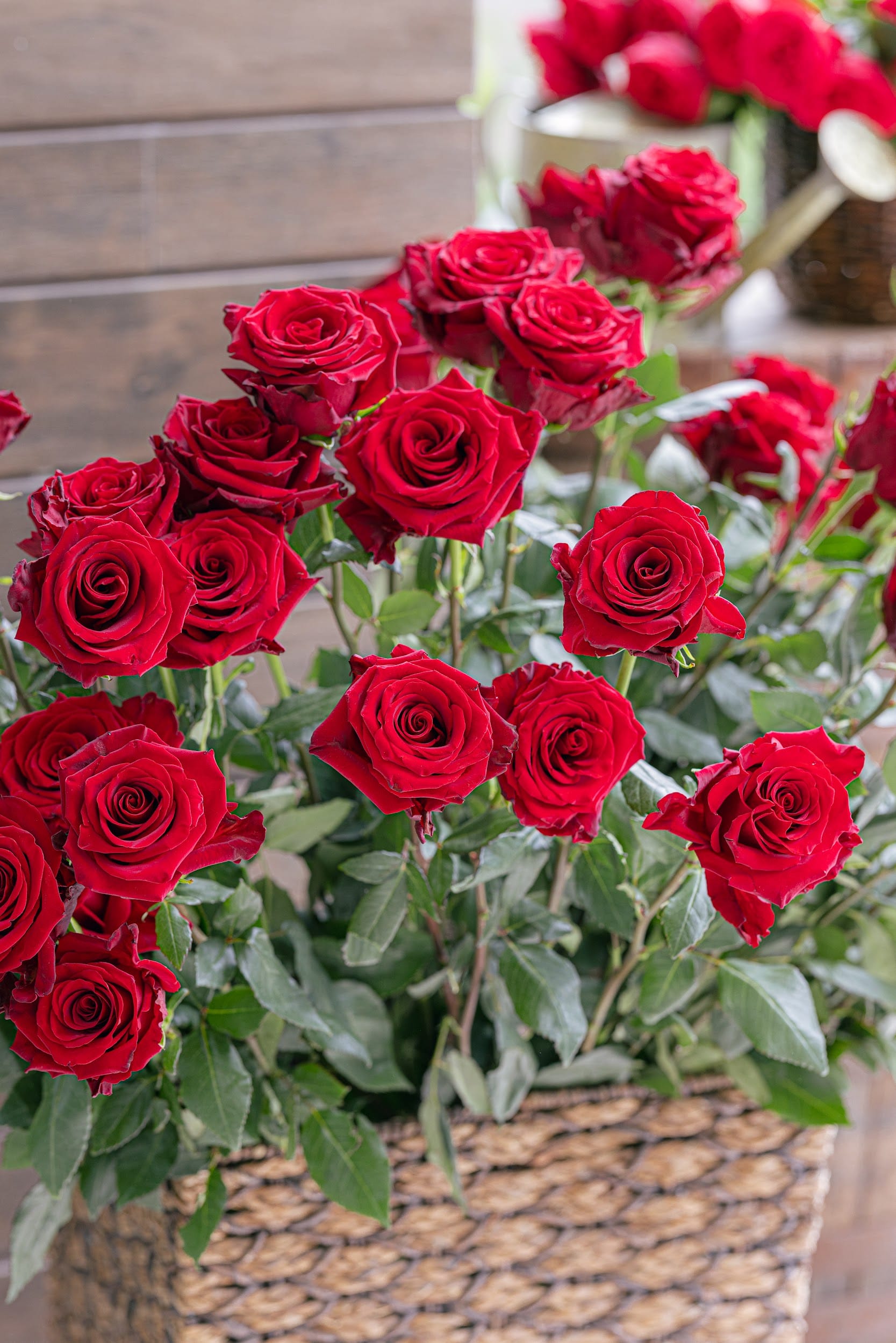 monstera and ginger with red dahlias arrangement Explorer Rose | Deep Velvet Red Premium Roses