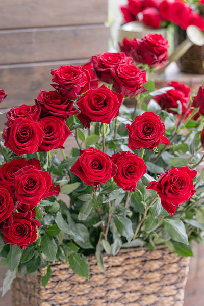 rose red２個オーダーブーケ完成 Explorer Rose | Deep Velvet Red Premium Roses | Farm Direct