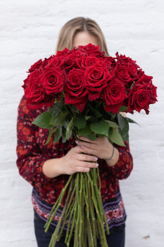 Explorer Rose | Deep Velvet Red Premium Roses | Farm Direct Wholesale | Free Shipping