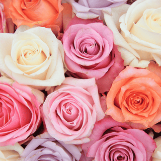 Valentine`s Roses (Farm Choice Assorted / Wholesale)