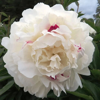 Festiva Maxima - Patagonia Peonies Flowers | Fresh-Cut Wholesale Peony (October - November - December)