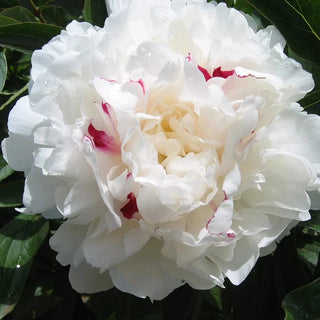 Festiva Maxima - Patagonia Peonies Flowers | Fresh-Cut Wholesale Peony (October - November - December)