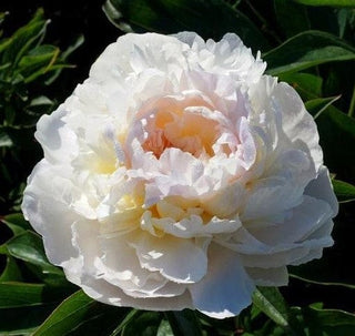 Premium Blush Peonies Flower October, November & December