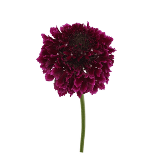 Fresh Cranberry Scabiosa Scoop | Deep Burgundy Pincushion Flower for Weddings