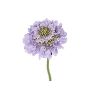 Fresh Lavender Scabiosa Scoop | Premium Pincushion Flower for Weddings & Florals