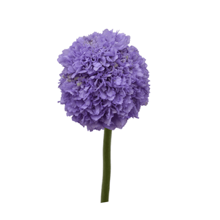 Title: Fresh Teaberry Scabiosa Scoop | Two-Tone Pink Pincushion Flower for Weddings